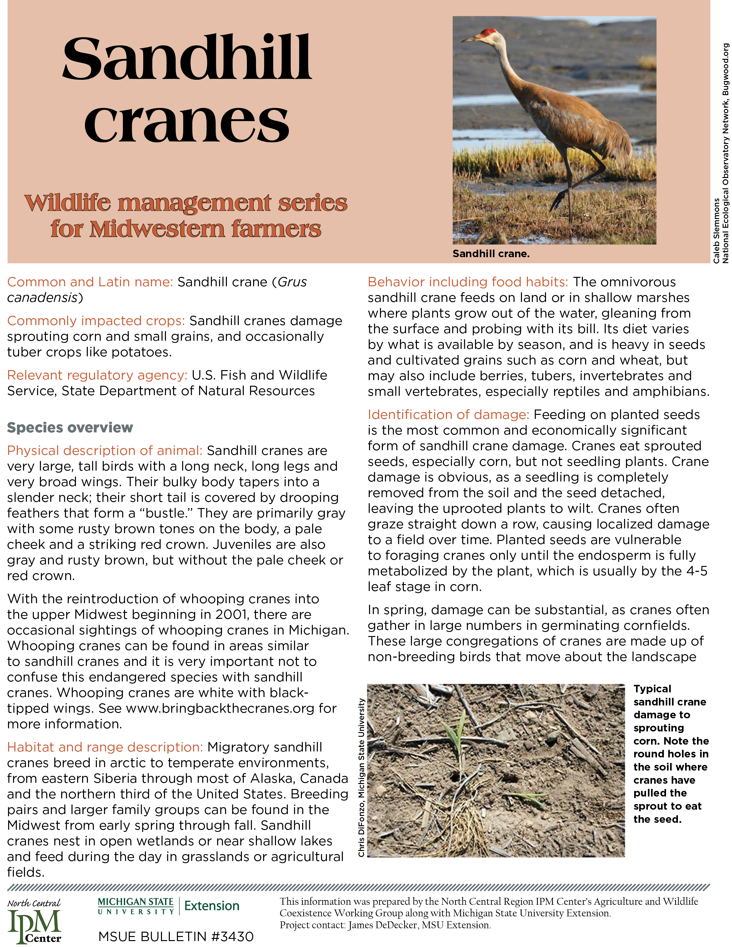 Sandhill crane tip sheet